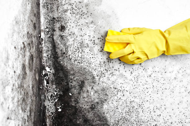 Best Crawl Space Mold Remediation  in Benton, AR