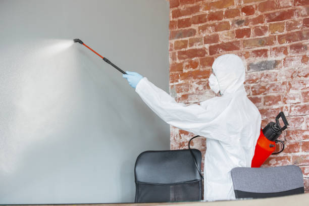 Best Black Mold Removal  in Benton, AR